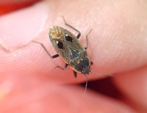 Image of Graptopeltus