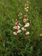 Imagem de Pyrola rotundifolia subsp. rotundifolia