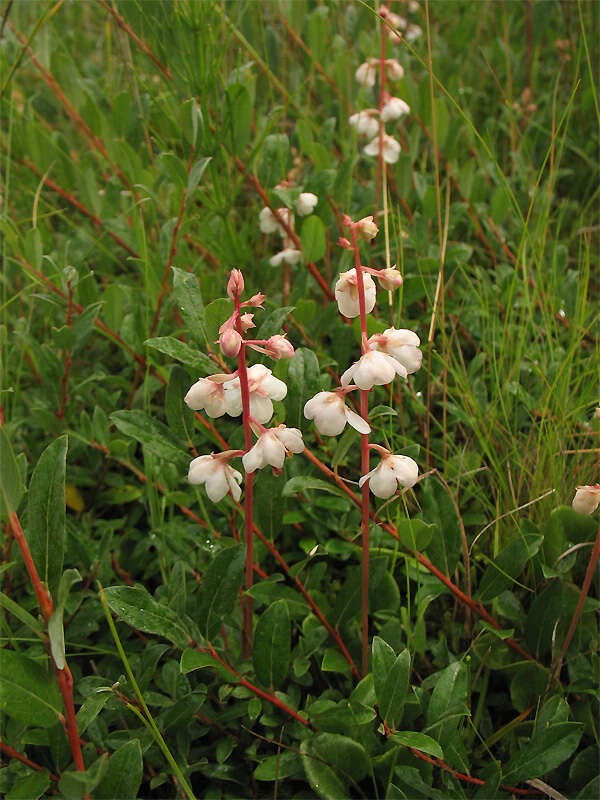 Imagem de Pyrola rotundifolia subsp. rotundifolia