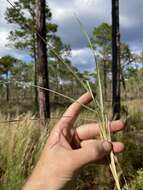 Image of Long-Beard Bluestem