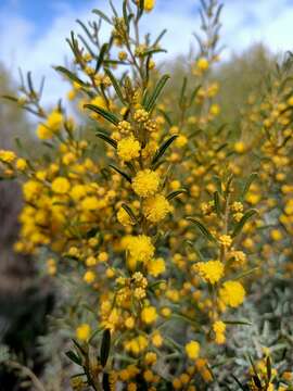 Image of Acacia wilhelmiana F. Muell.