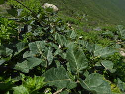 Image of Vasconcellea candicans (A. Gray) A. DC.