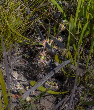 Image de Drosera scorpioides Planch.