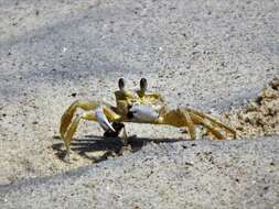 Image of Atlantic Ghost Crab