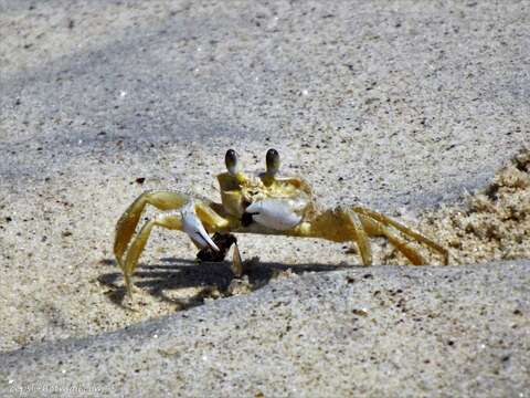 Image of Atlantic Ghost Crab