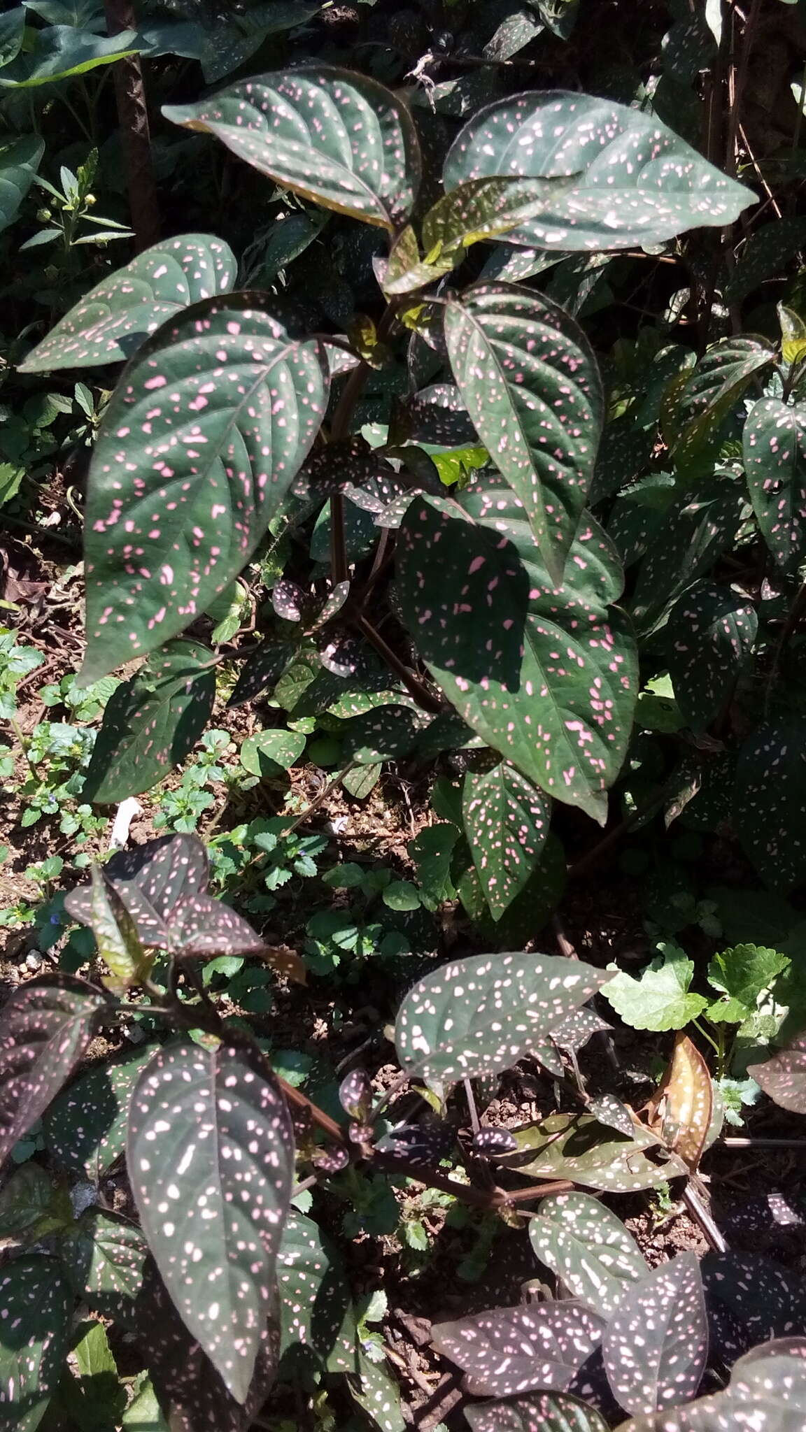 Hypoestes phyllostachya Baker resmi