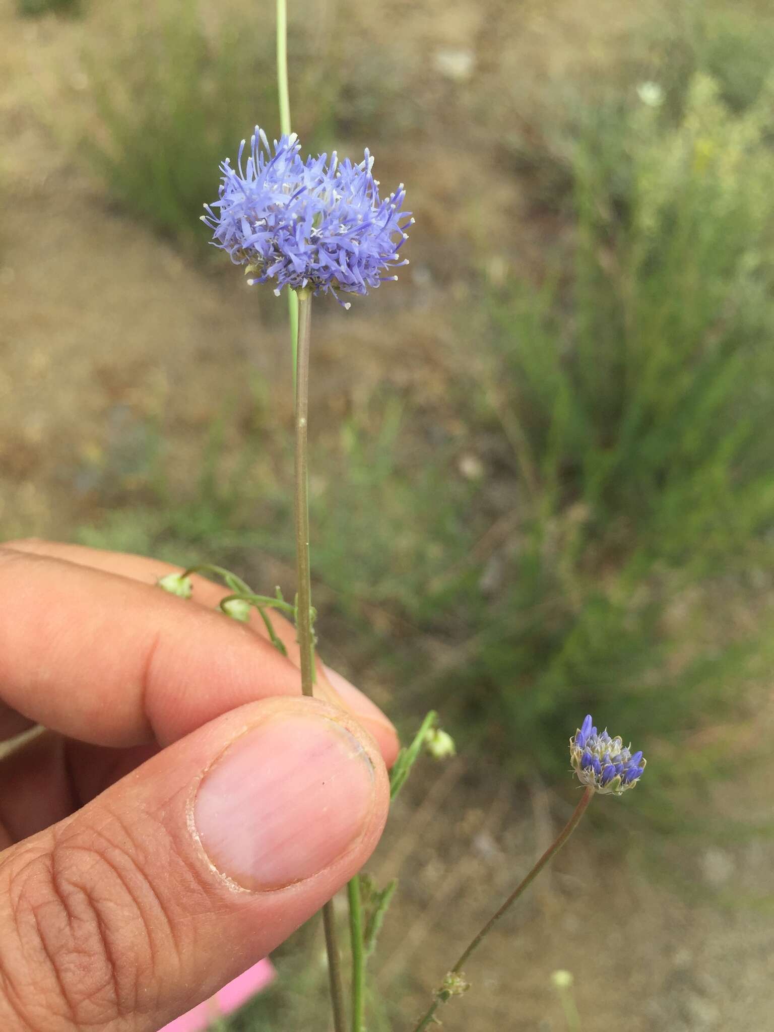 Image of Jasione heldreichii Boiss. & Orph.