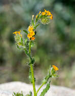 Image of Menzies' fiddleneck