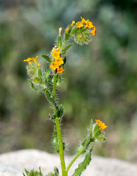 Image of Menzies' fiddleneck