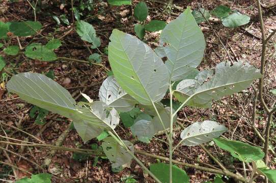 Image of Croton steenkampianus Gerstner