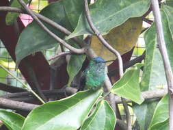 Image of Indigo-capped Hummingbird