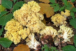 Image of Ramaria sanguinea (Pers.) Quél. 1888