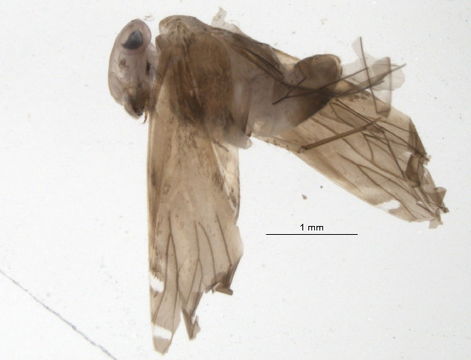 539.gmhdm bioug04578 g11 1371144448 jpg.580x360