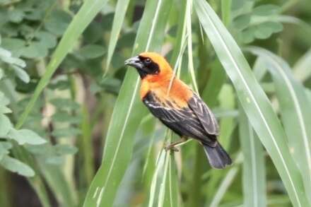 Image of Black-winged Bishop