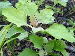 Image of Chenopodium ucrainicum