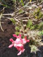 Image of Aspalathus rosea R. Dahlgren