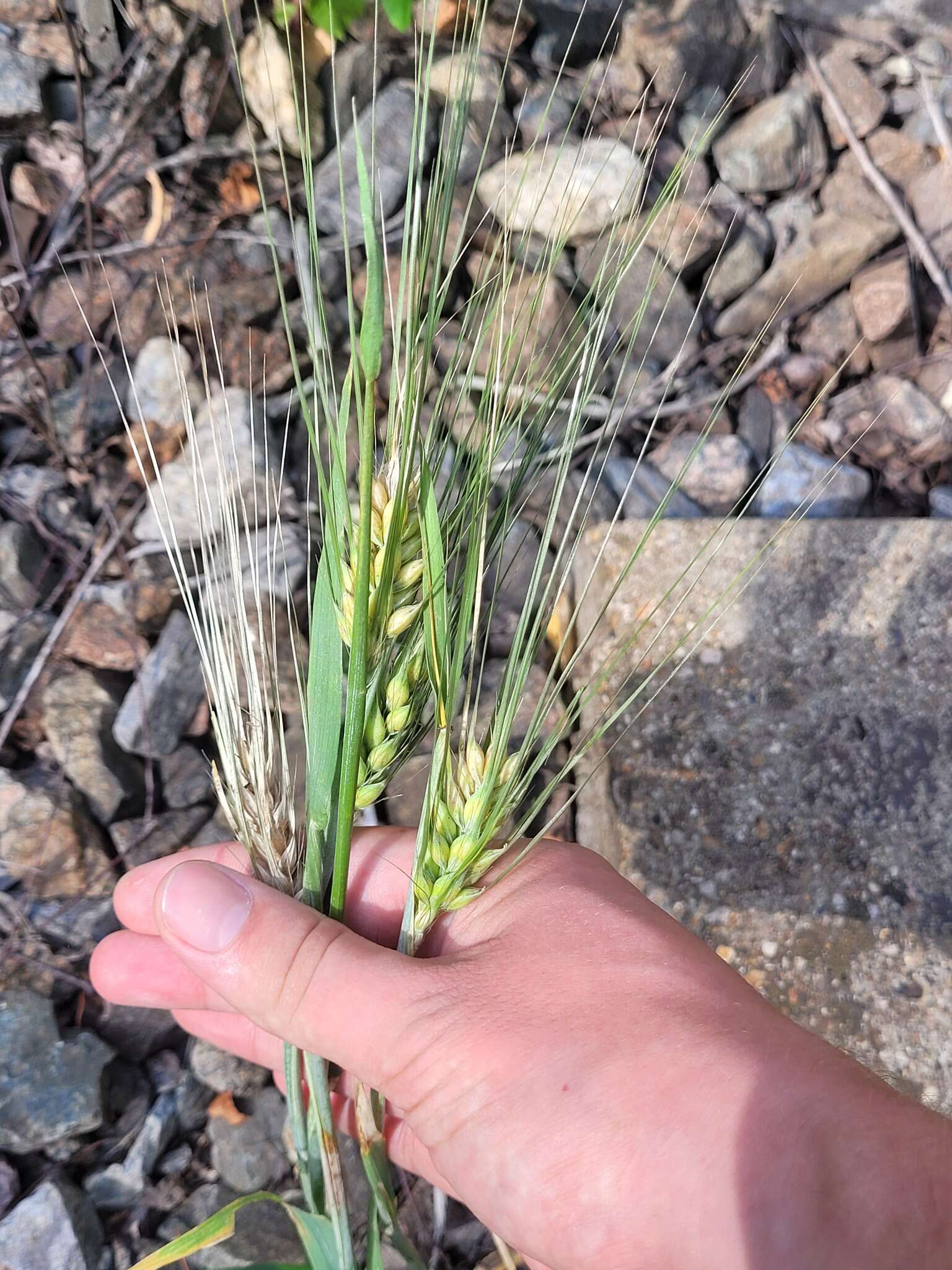 Image of Hordeum vulgare subsp. vulgare