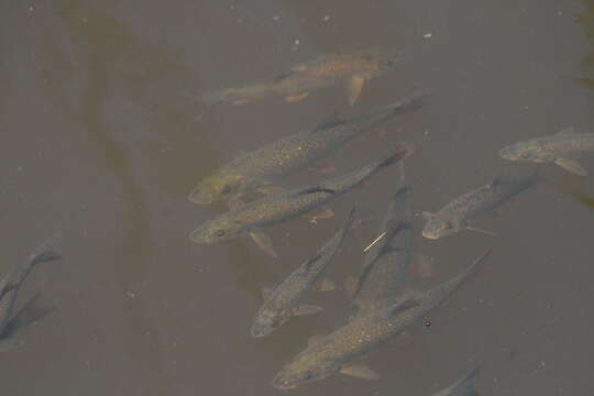 Image of Italian Barbel