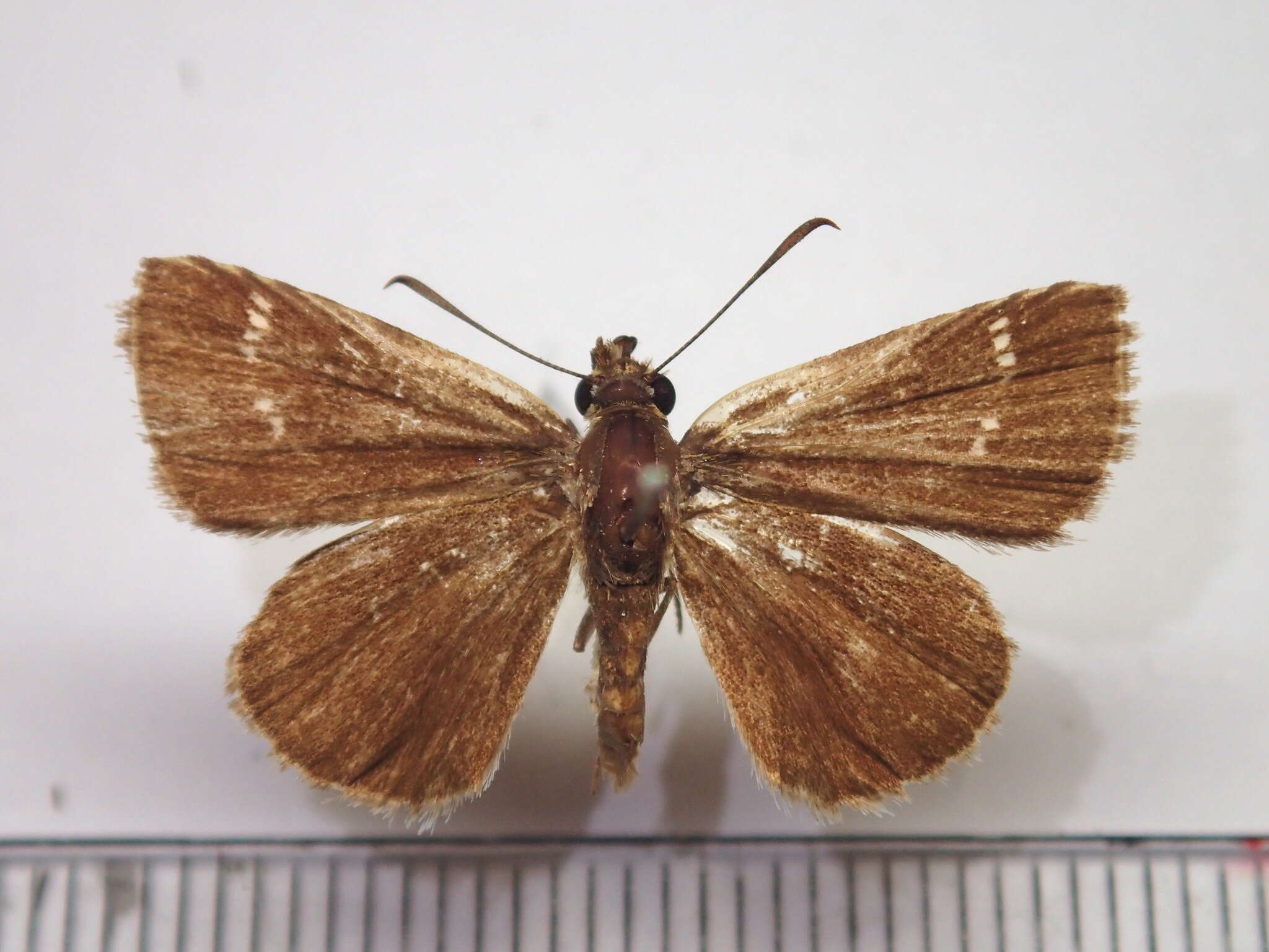 Aeromachus inachus Ménétriés 1859 resmi