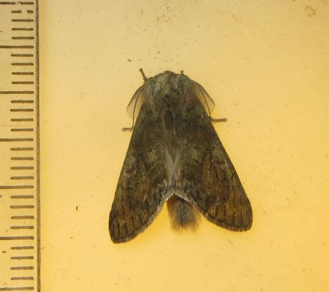 Image of Rhenea mediata Walker 1865