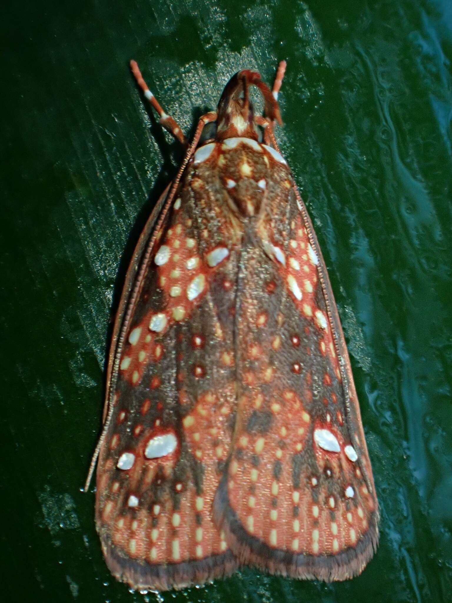 Image of Scorpiopsis pyrobola Meyrick 1886