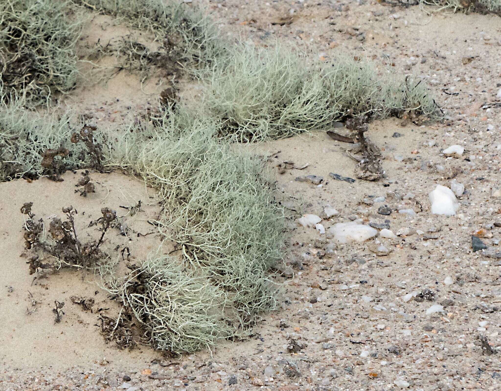 Image of <i>Ramalina australiensis</i> Nyl.