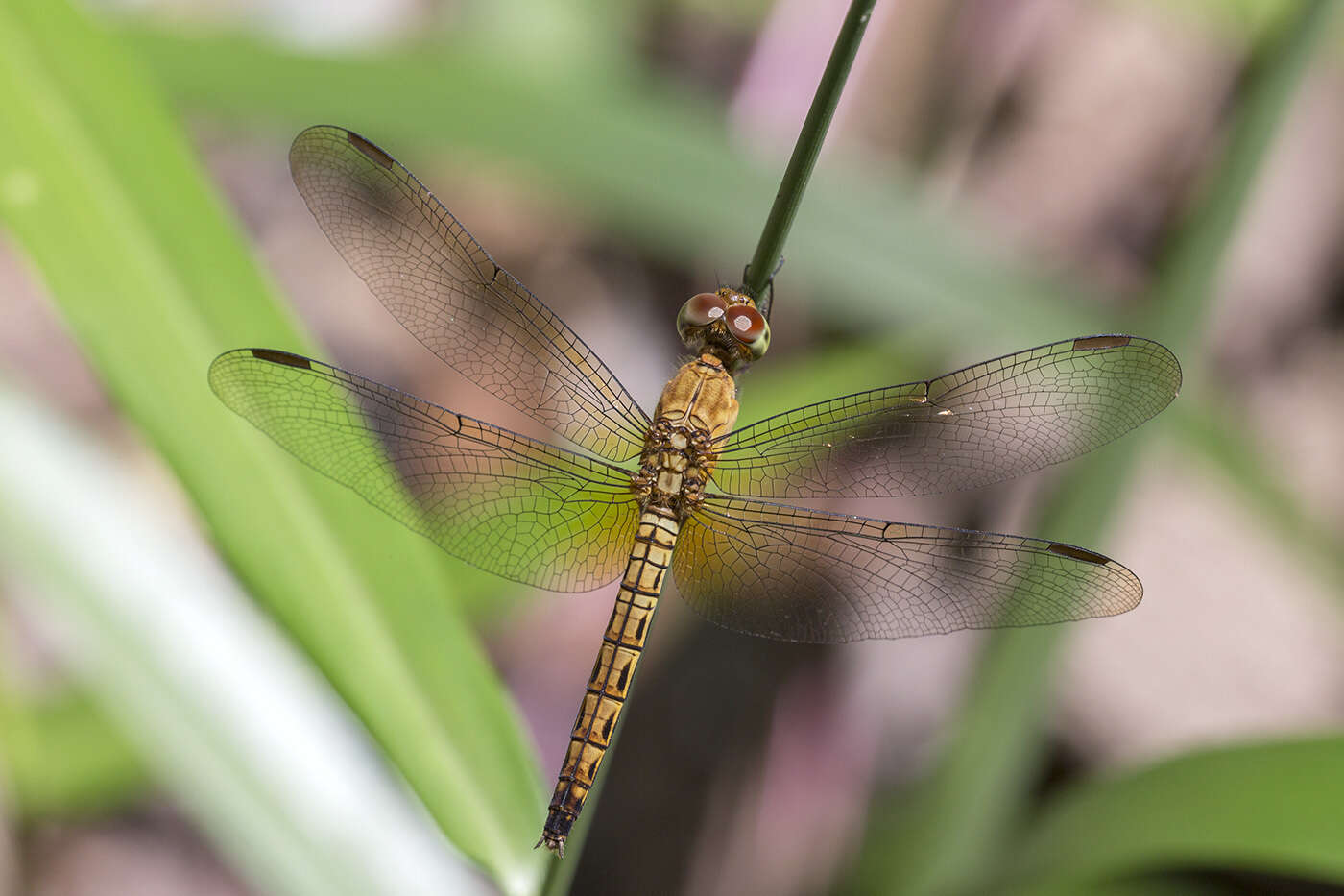 Image of Common Parasol