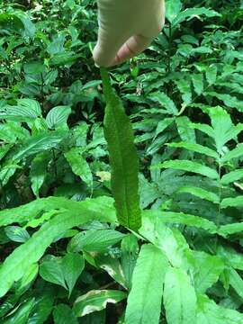 Image of Incised Halberd Fern