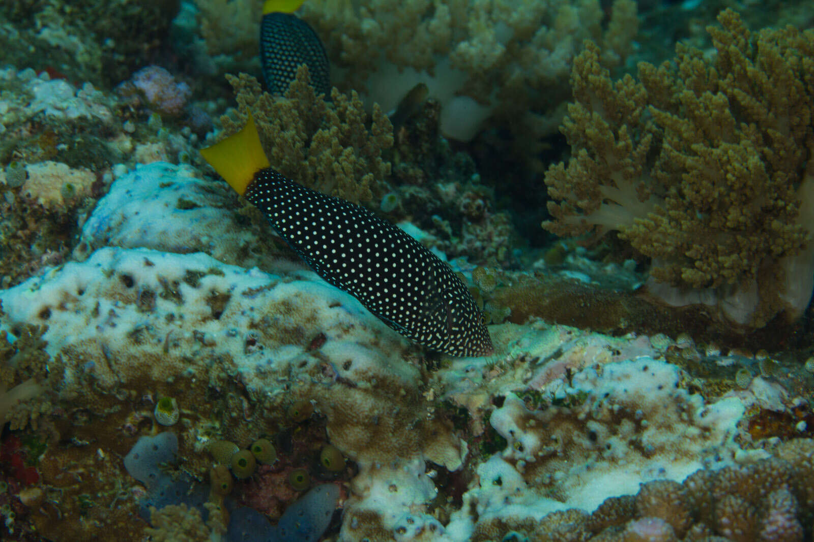 Image of Dotted Wrasse