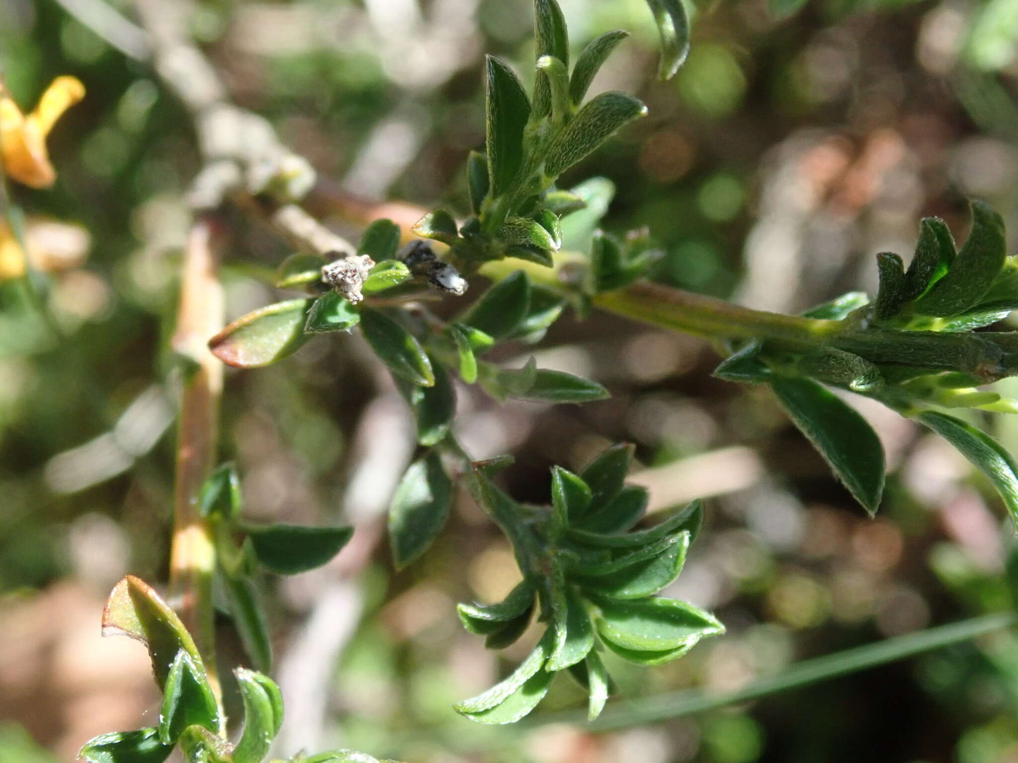 Imagem de Genista pilosa L.