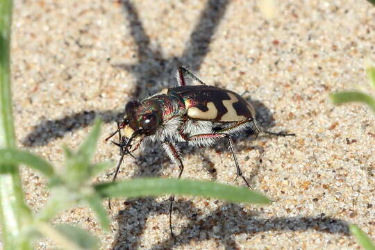 Слика од Cicindela (Cicindela) sahlbergii Fischer von Waldheim 1824