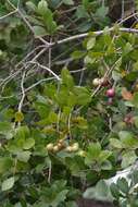 Image of Syzygium legatii Burtt Davy & Greenway