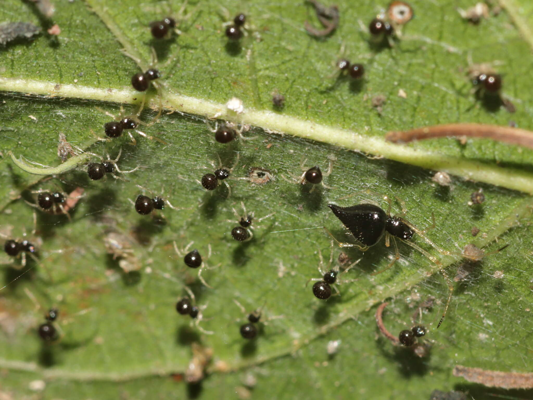 صورة Chikunia nigra (O. Pickard-Cambridge 1880)