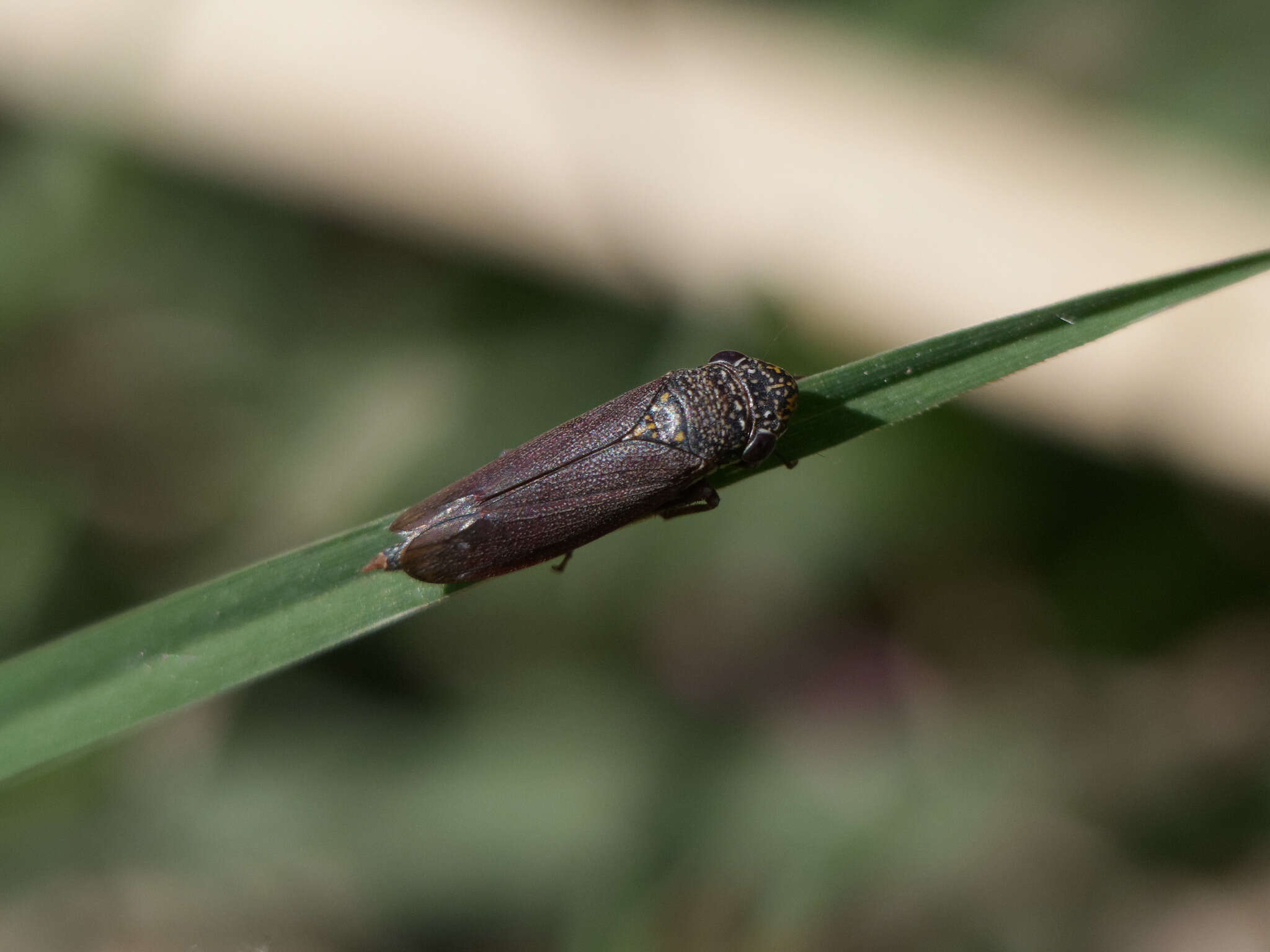 Image of Tapajosa rubromarginata (Signoret 1855)