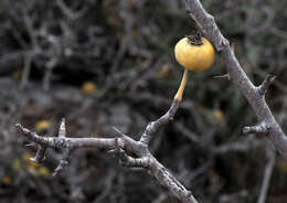 Image of Pyrus syriaca Boiss.