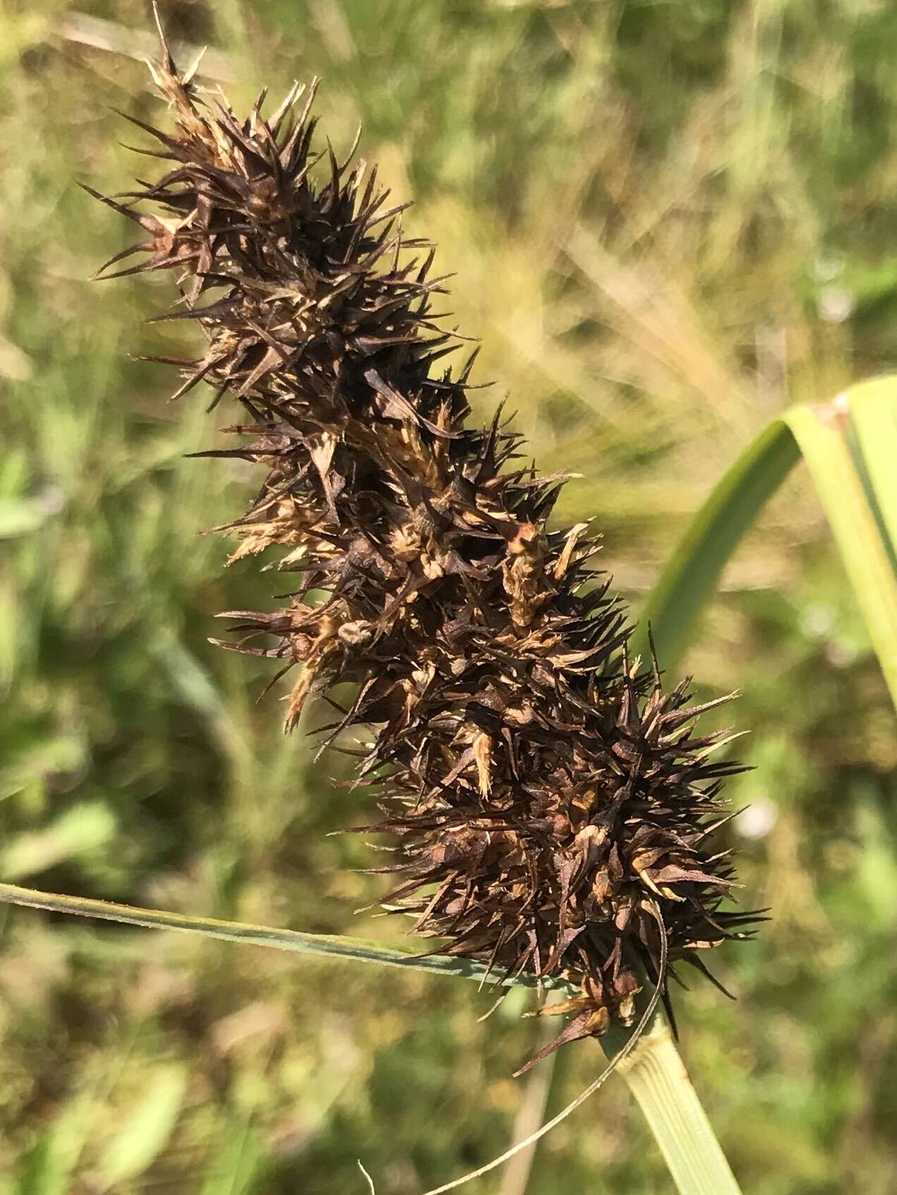 Image of Raven-Foot Sedge