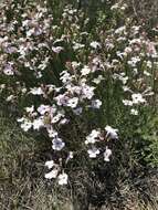 Image of gilia beardtongue