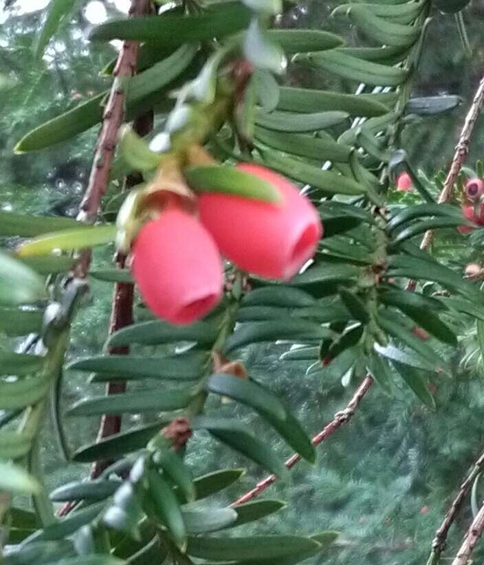 Image of English yew