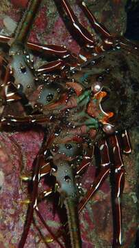 Image of Green Spiny Lobster