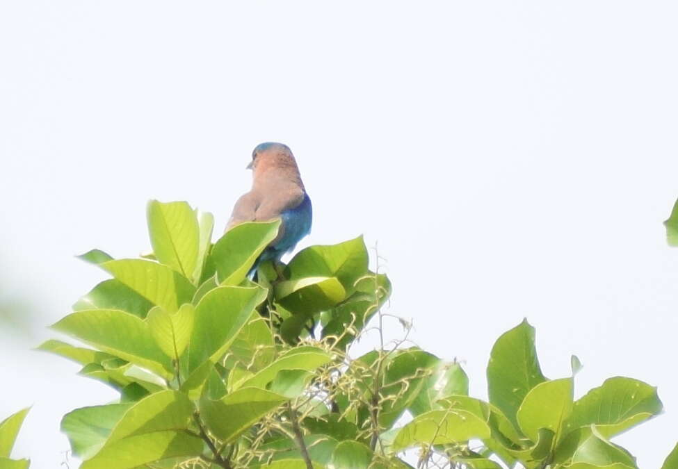 Imagem de Coracias benghalensis (Linnaeus 1758)