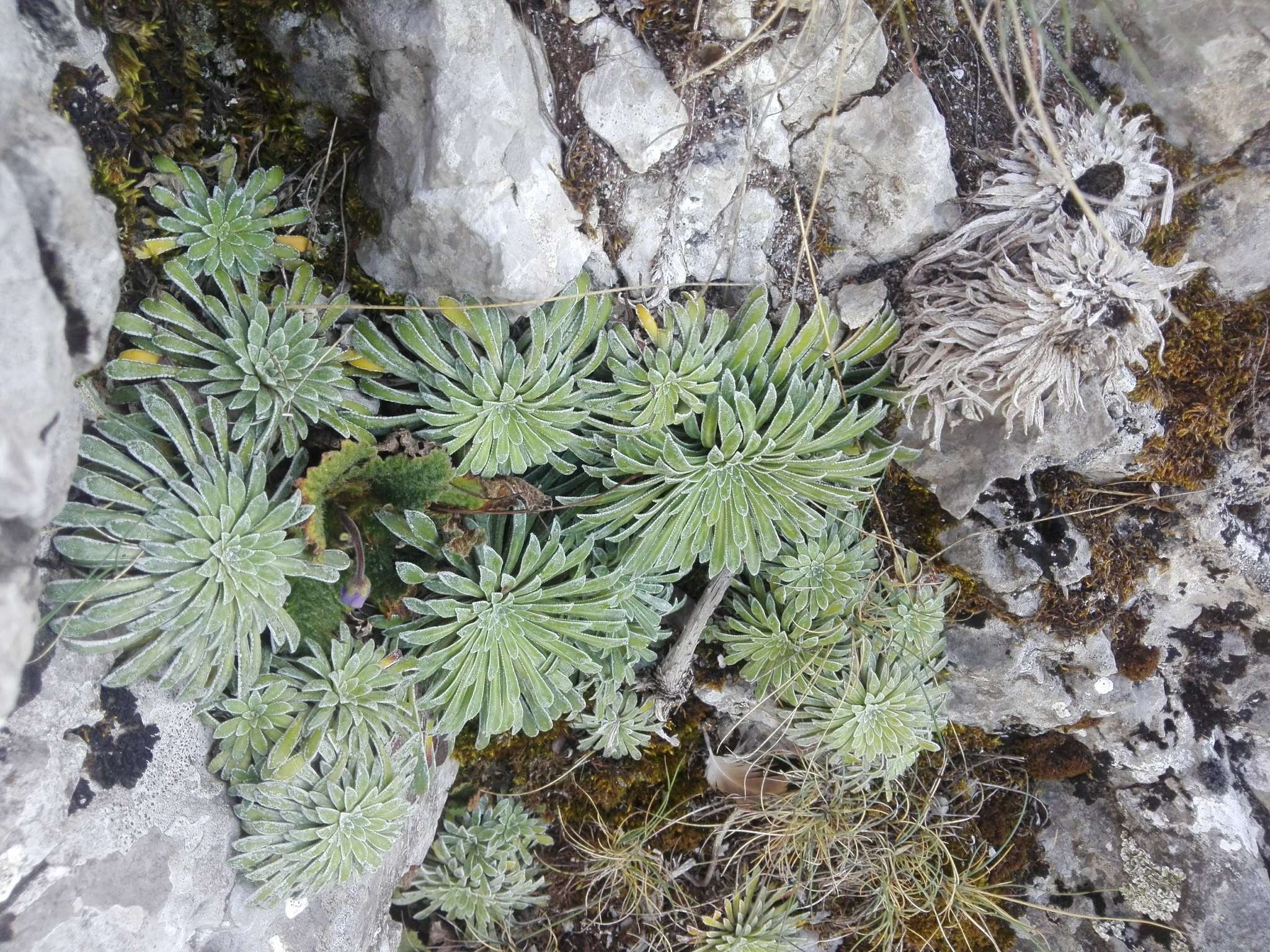 Imagem de Saxifraga longifolia Lapeyr.