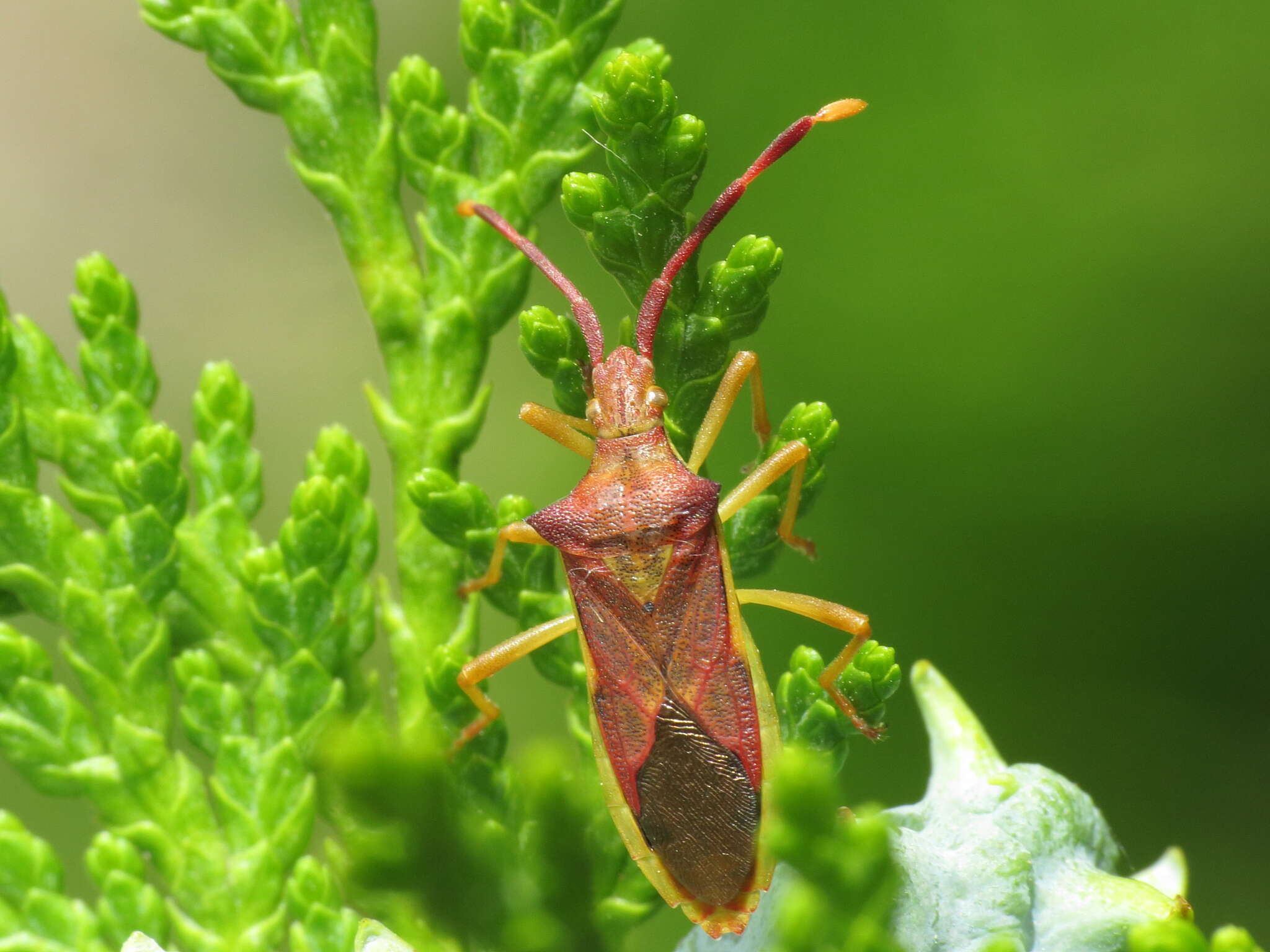 Image of Gonocerus juniperi Herrich-Schäffer 1839