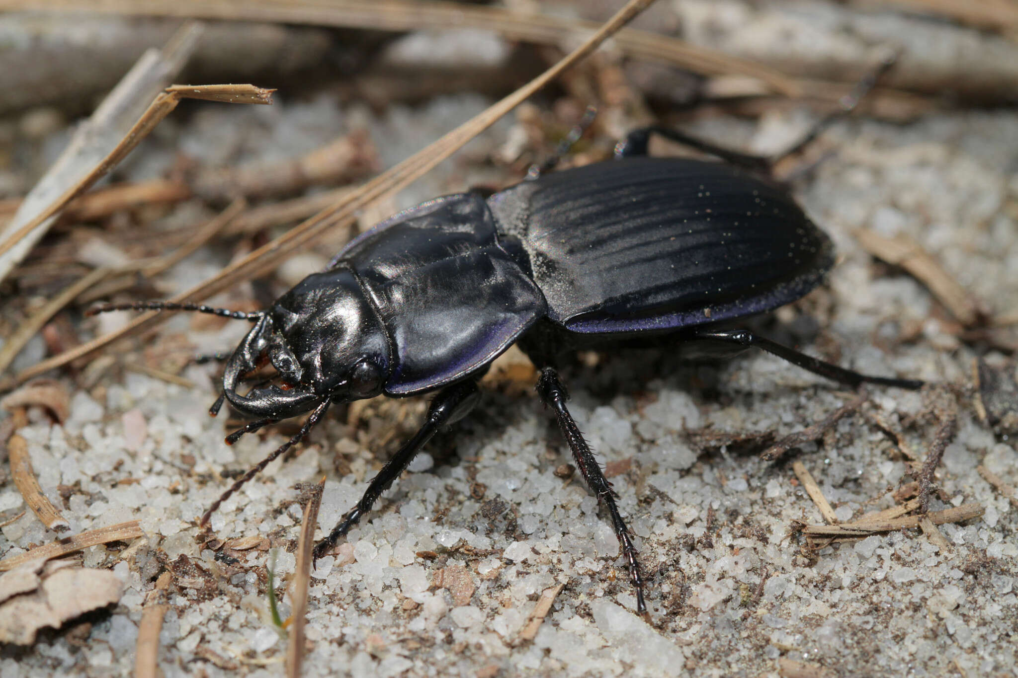 Image of Pasimachus (Pasimachus) marginatus (Fabricius 1787)