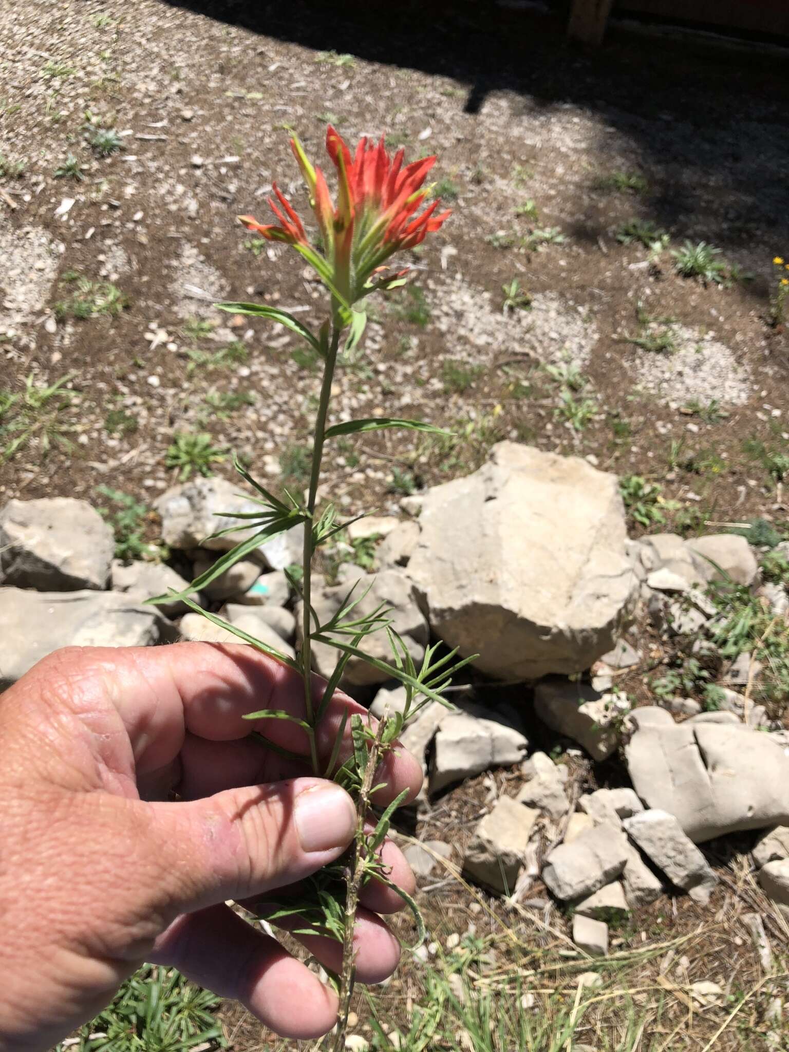 Image of Sacramento Mountain Indian paintbrush