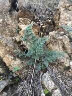 Image of southwestern false cloak fern