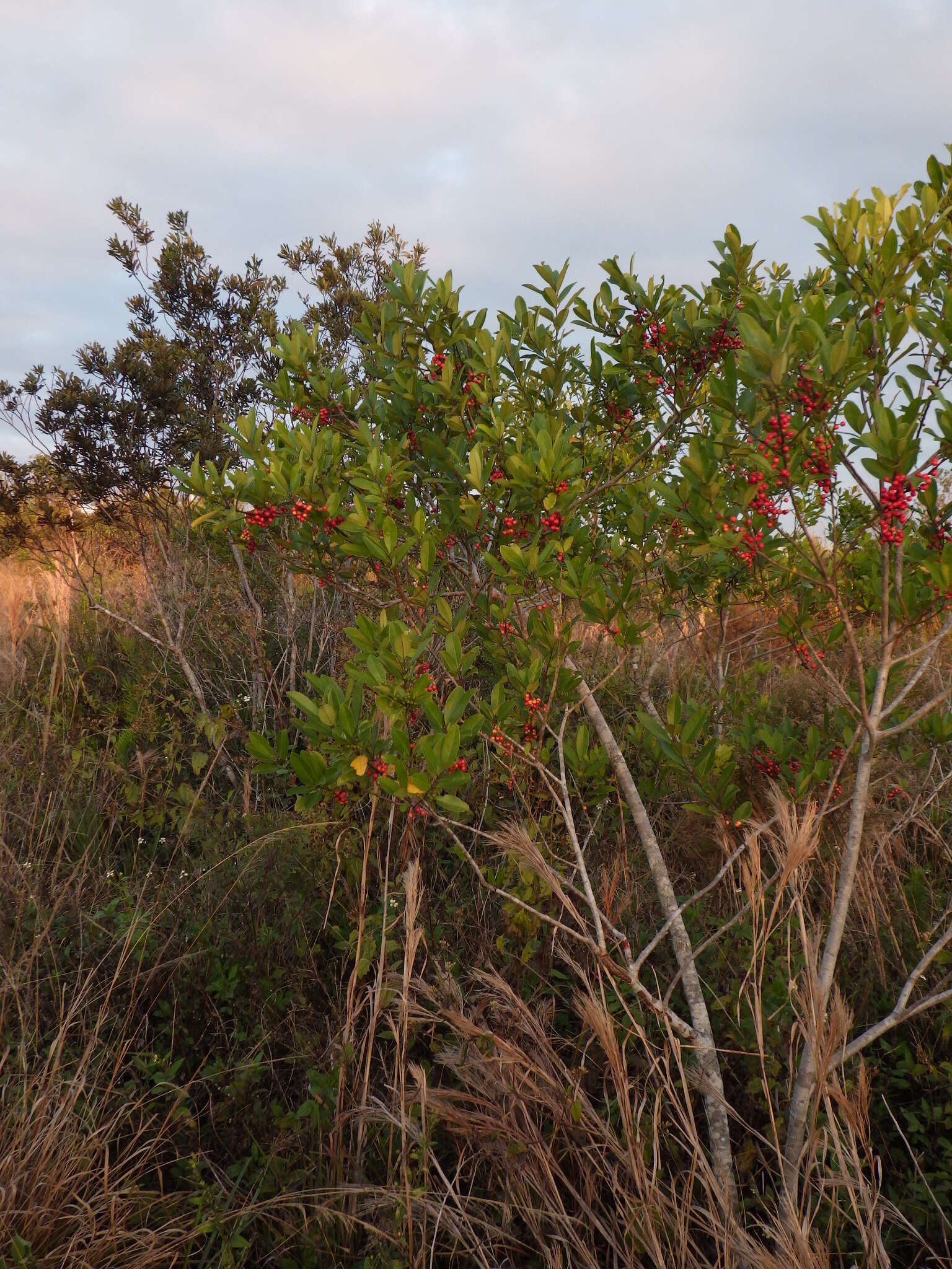 Слика од Ilex cassine L.