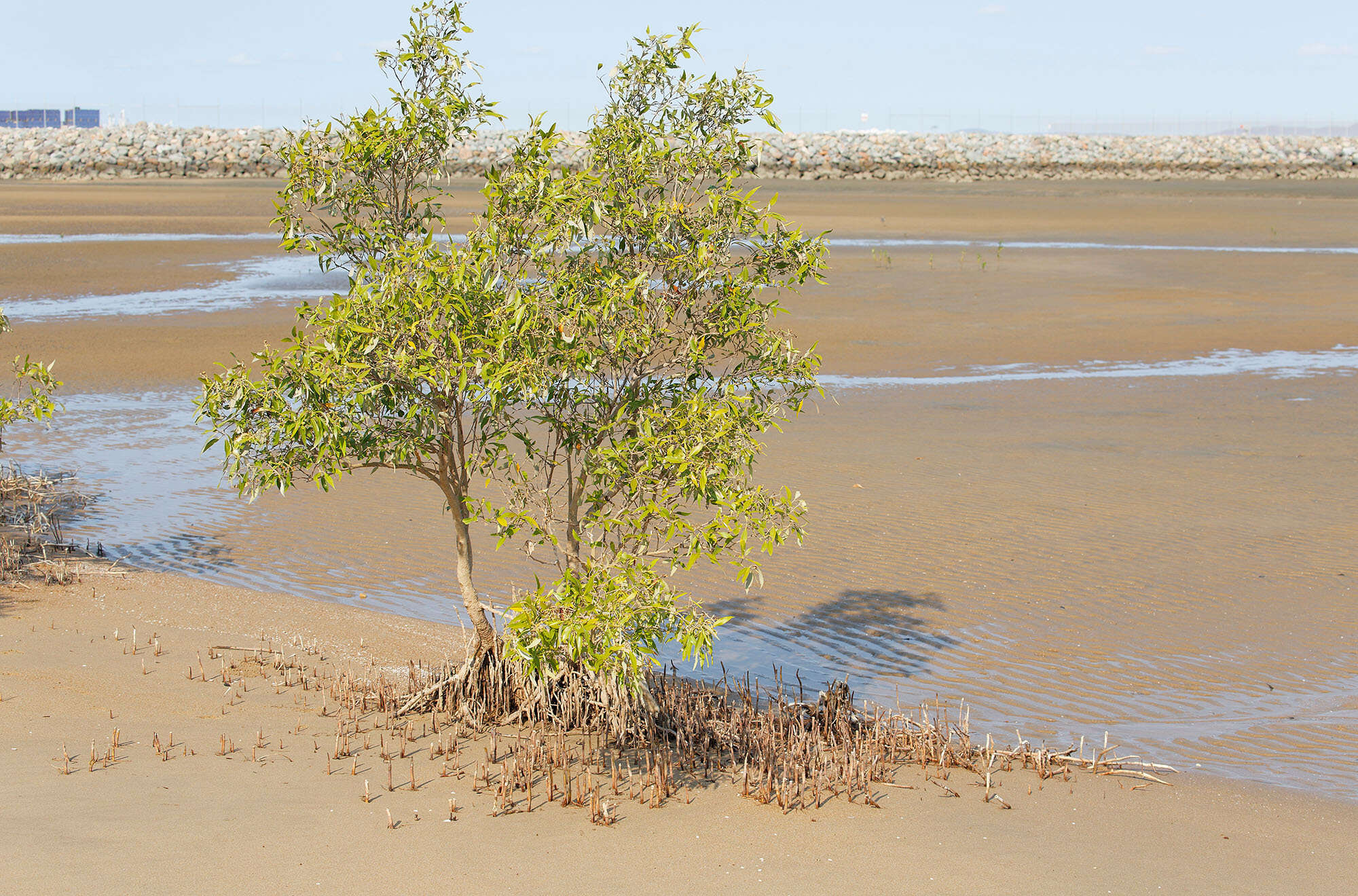 Image of Gray Mangrove