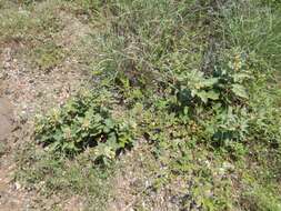 Image of Mojave milkweed