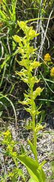 Image of Ballerina Orchid