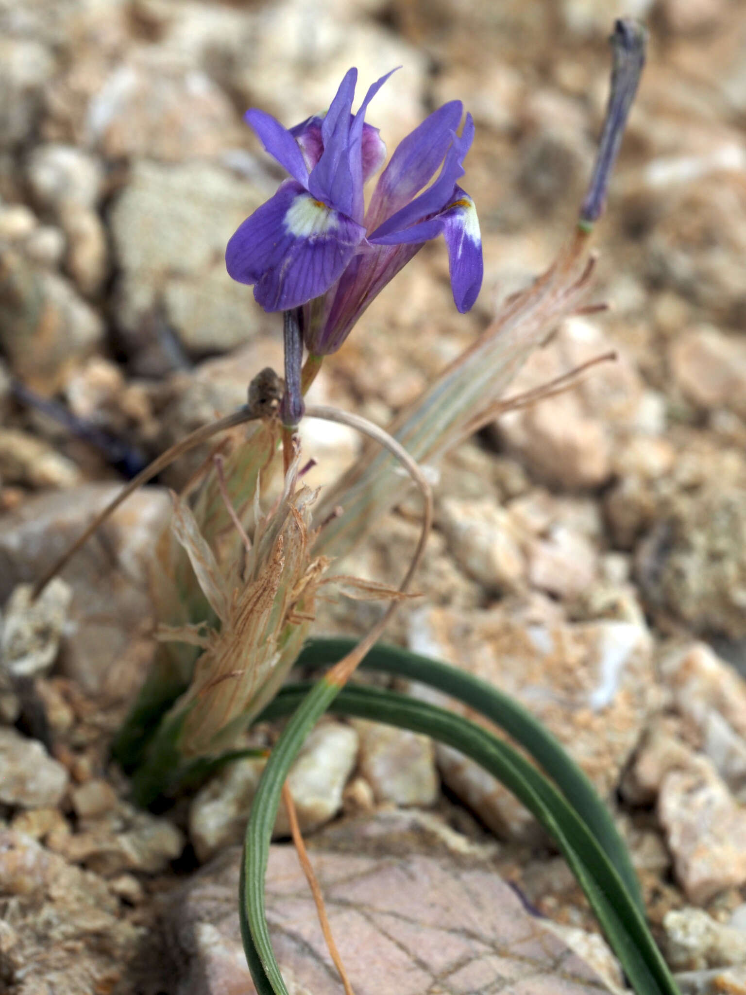 Image of Moraea mediterranea Goldblatt